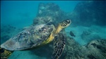 Sea Turtle @ Hanauma Bay